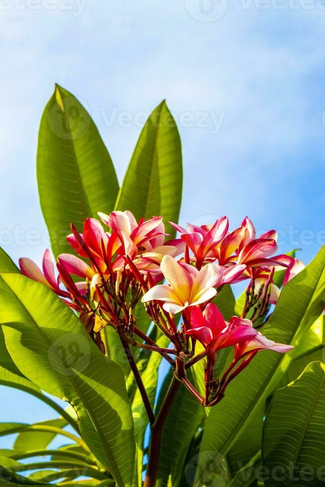 Plumeria Flowers