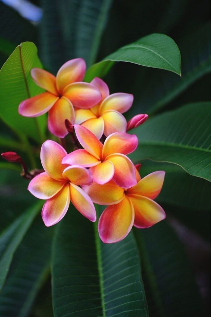 Plumeria Flowers