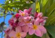 Plumeria Flowers