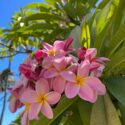 Plumeria Flowers