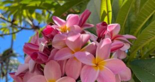 Plumeria Flowers