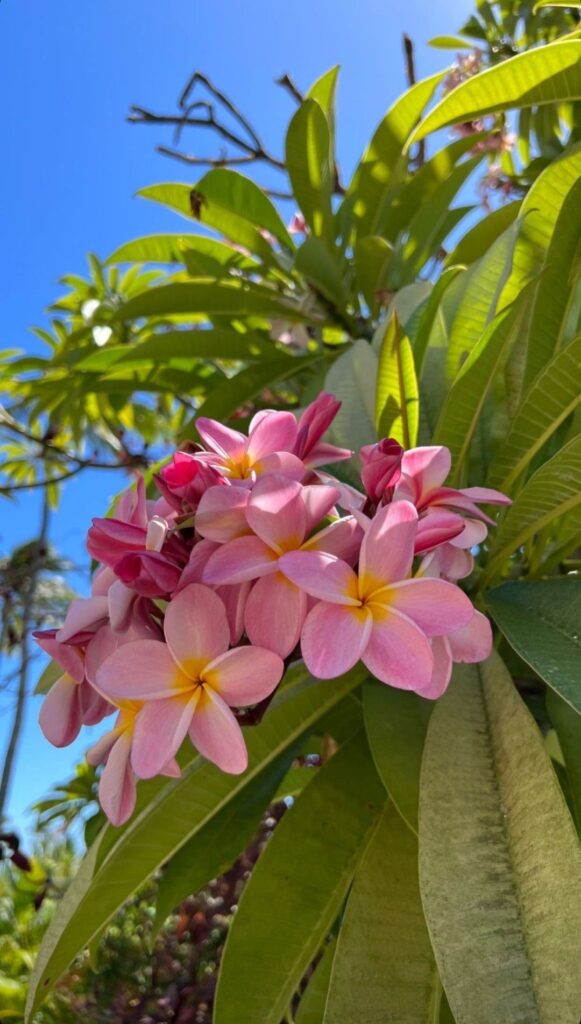 Plumeria Flowers