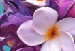 Plumeria Flowers