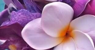 Plumeria Flowers