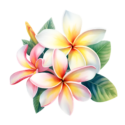 Plumeria Flowers