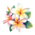 Plumeria Flowers