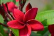 Plumeria Flowers