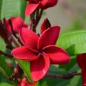 Plumeria Flowers