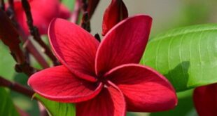 Plumeria Flowers