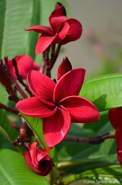 Plumeria Flowers The Exotic Beauty and Symbolism of Frangipani Blooms