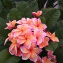 Plumeria Flowers