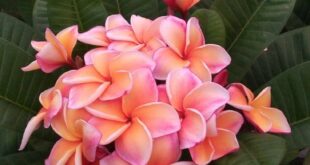 Plumeria Flowers