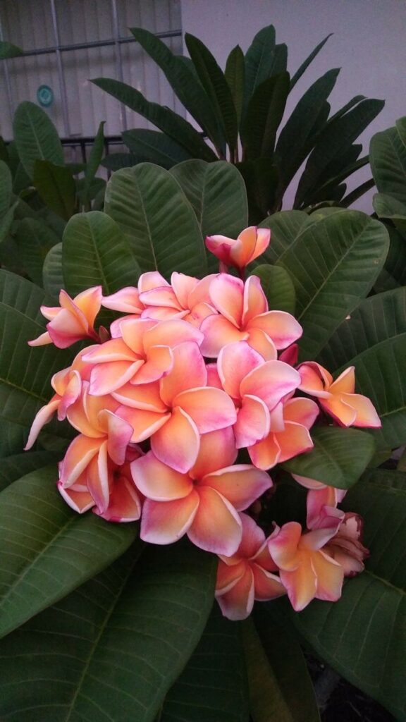 Plumeria Flowers