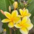 Plumeria Flowers