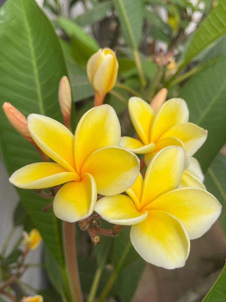 Plumeria Flowers