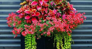 Porch Plants