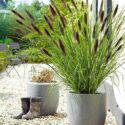 Porch Plants