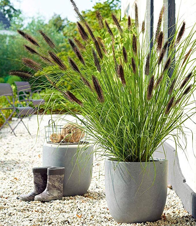 Porch Plants Best Tips for Keeping Your Green Gardens Looking Gorgeous