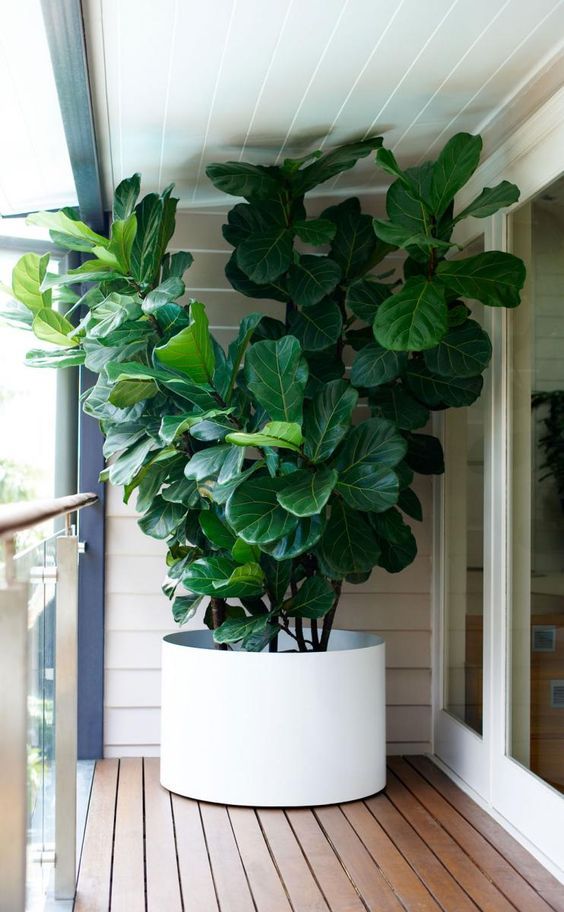 Porch Plants Create an Inviting Outdoor Oasis with Beautiful Container Gardens