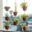 Porch Plants