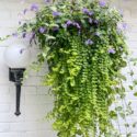 Porch Plants