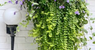 Porch Plants