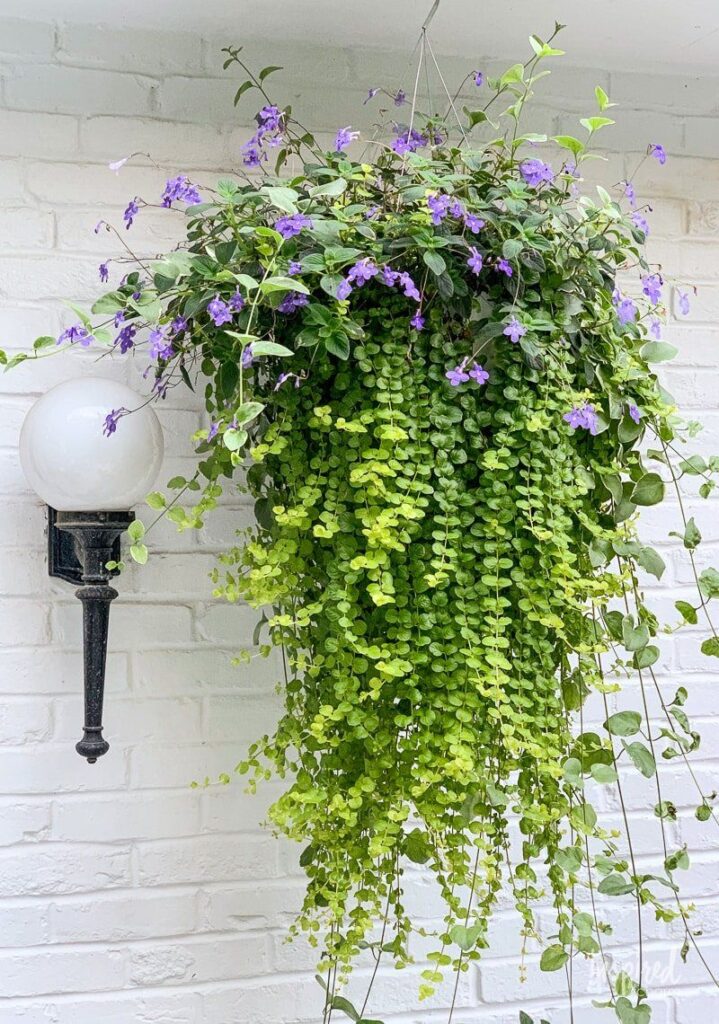 Porch Plants