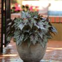 Porch Plants