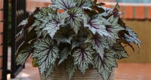 Porch Plants