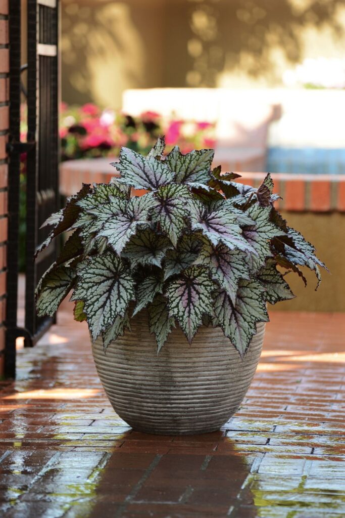 Porch Plants