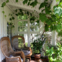 Porch Plants