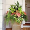 Porch Plants