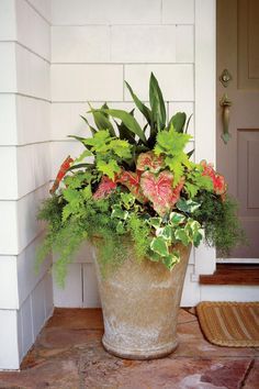 Porch Plants the Ultimate Guide for Outdoor Greenery