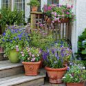 Potted Flowers For Patio