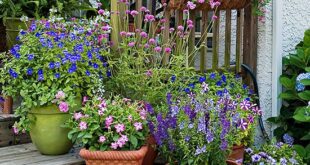 Potted Flowers For Patio