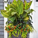 Potted Flowers For Patio