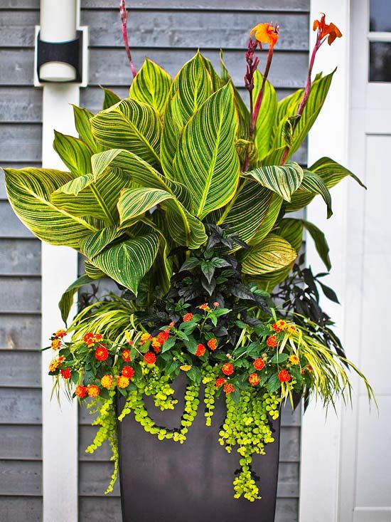 Potted Flowers For Patio