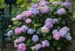 Potted Flowers For Patio