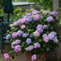 Potted Flowers For Patio