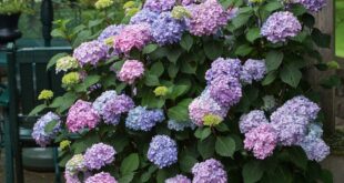 Potted Flowers For Patio