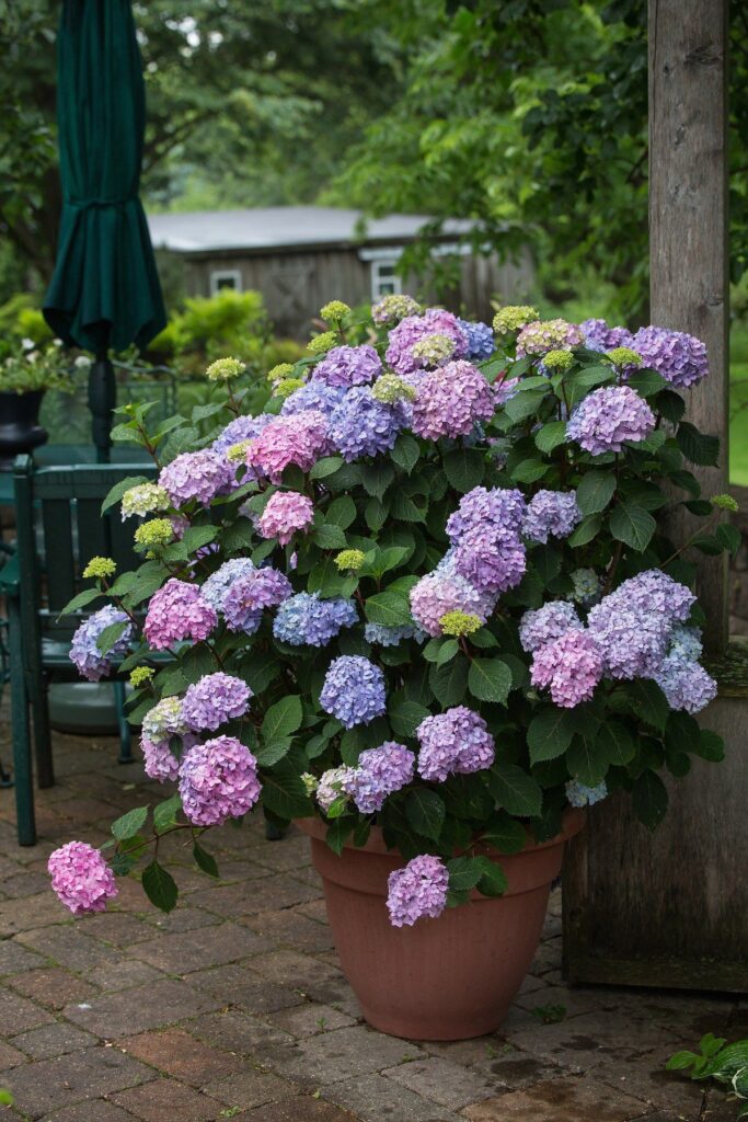 Potted Flowers For Patio