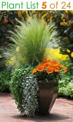 Potted Plants Outdoor Benefits and Tips for Success