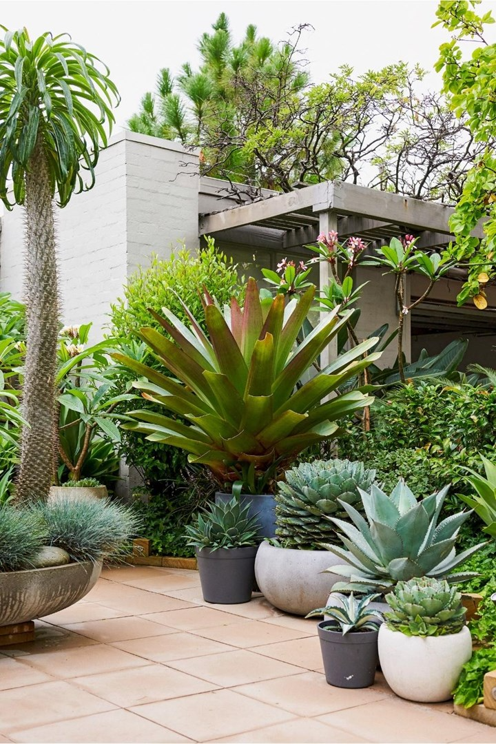 Potted Plants Outdoor Best Tips for Beautifying Your Outdoor Space with Potted Plants