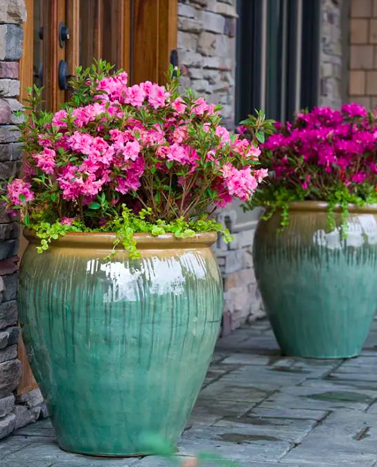 Potted Plants Outdoor