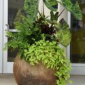 Potted Plants Outdoor