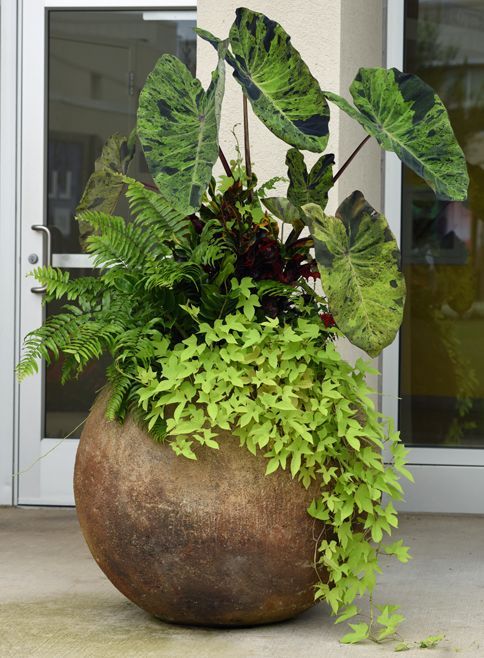 Potted Plants Outdoor Enhancing Your Outdoor Space with Beautiful Greenery in Pots