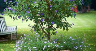 Potted Plants Outdoor