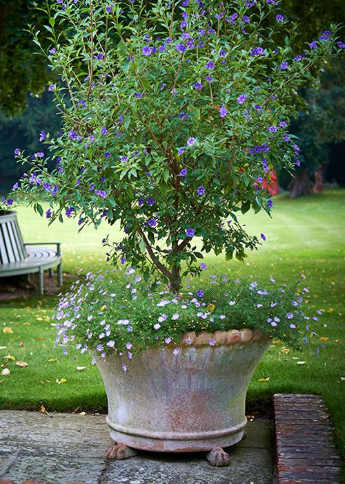 Potted Plants Outdoor