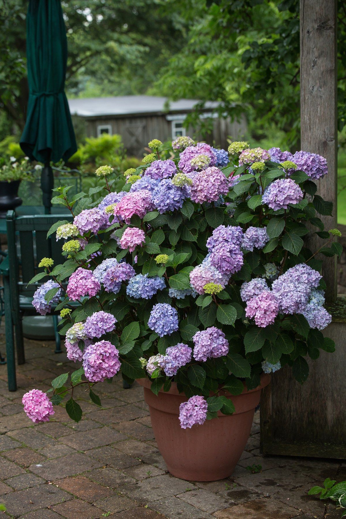 Potted Plants Outdoor “The Ultimate Guide to Potted Plants for Outdoor Spaces”