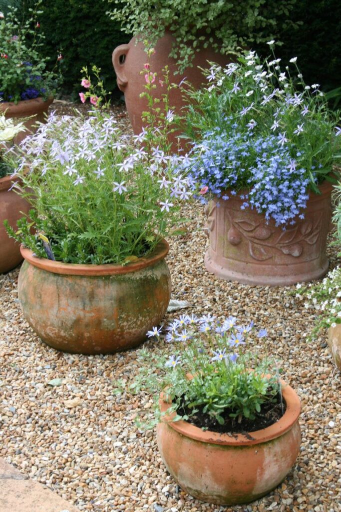 Potted Plants Outdoor